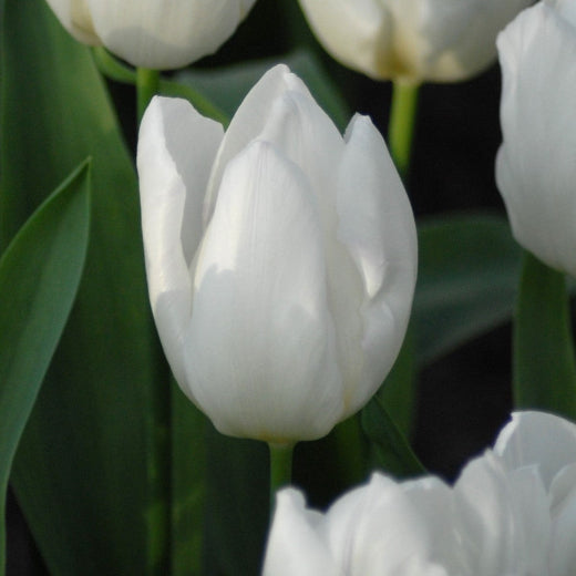 Tulip 'White Prince' Bulbs