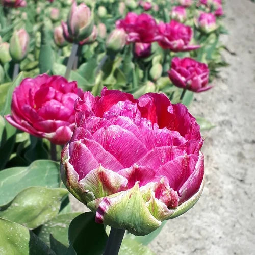 Tulipa 'Wicked in Pink' Bulbs