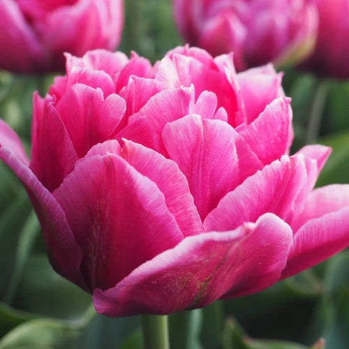 Tulipa 'Wicked in Pink' Bulbs