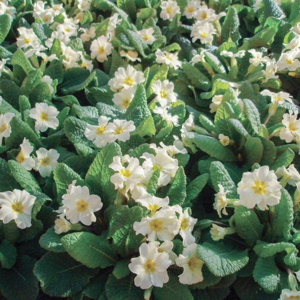 Primula vulgaris (Wild Primrose)