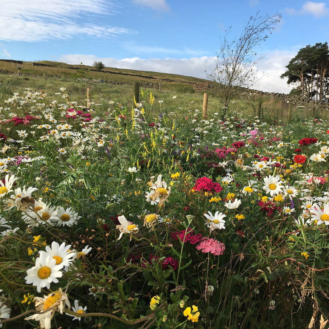 Native-enriched Wildflower Turf