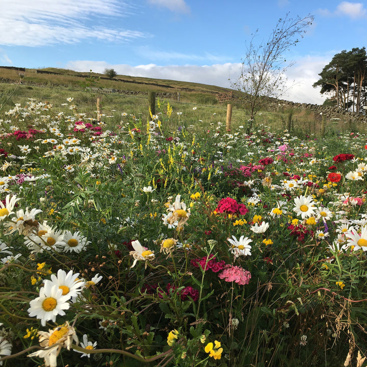 Native-enriched Wildflower Turf
