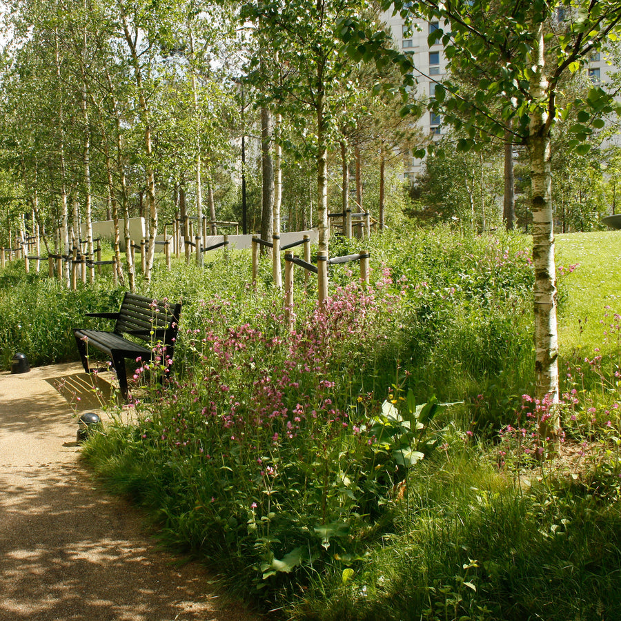 Shade Tolerant Wildflower Turf