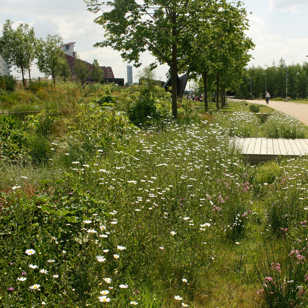 SuDS Wildflower Turf