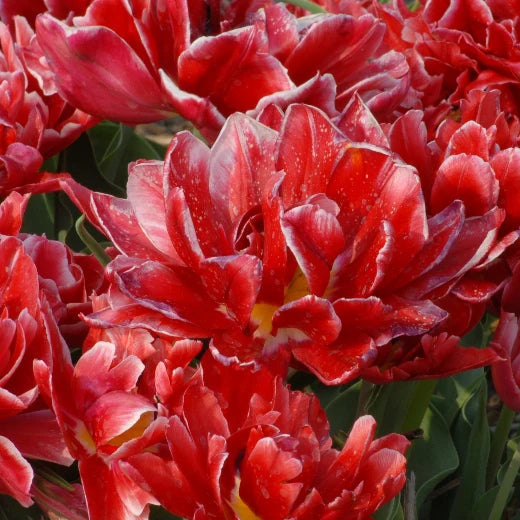 Tulipa 'Willemsoord' Bulbs