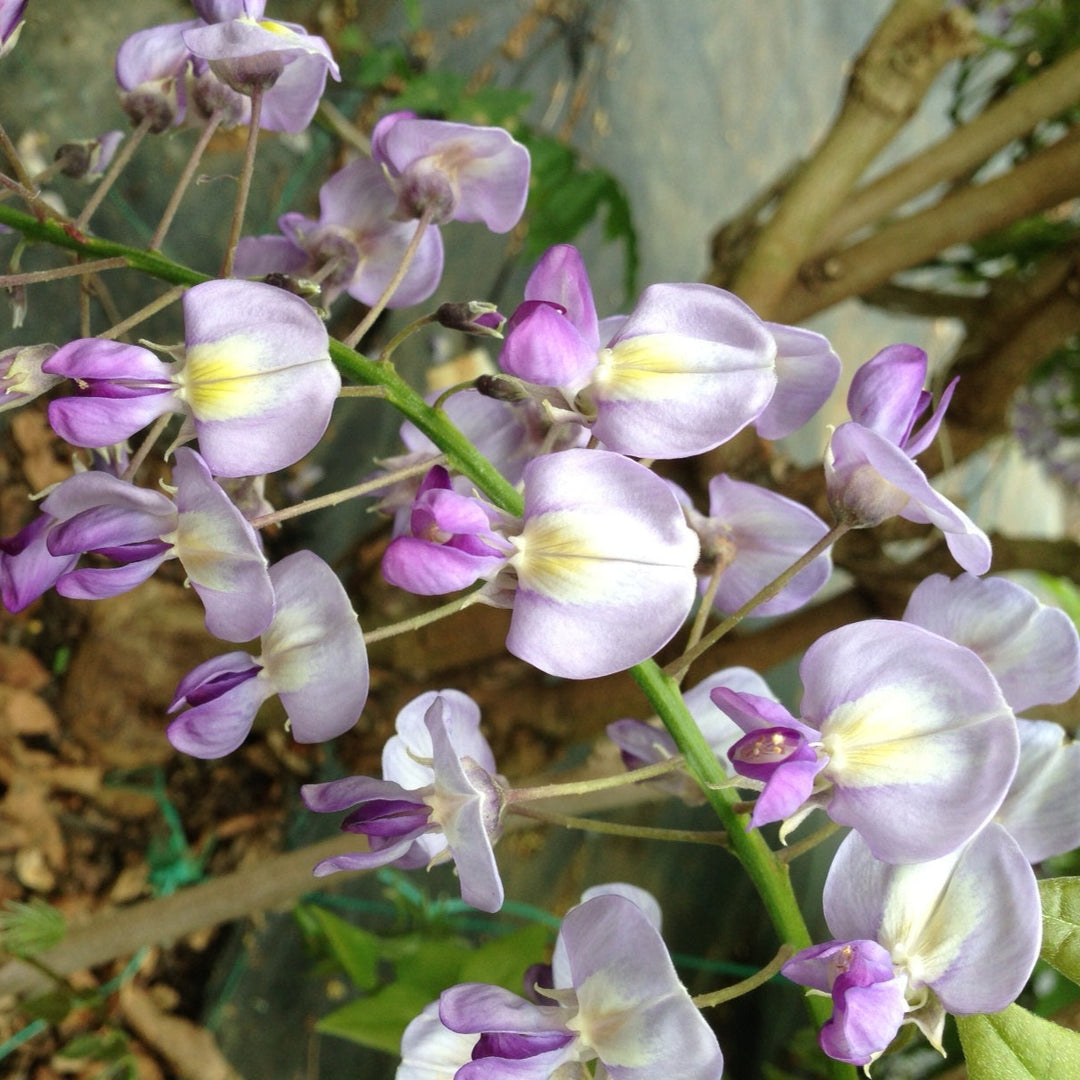 Wisteria floribunda 'Domino'