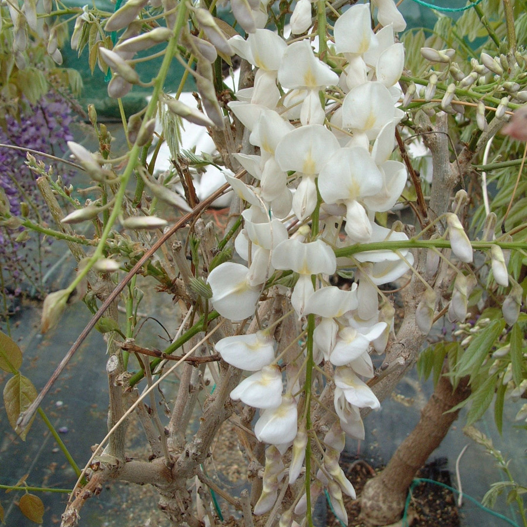 Wisteria sinensis 'Alba'