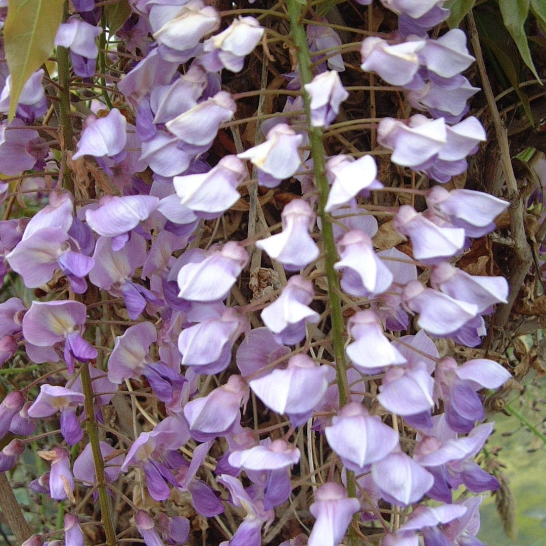 Wisteria sinensis 'Prematura' with hanging white purple flowers