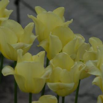 Tulip 'World Friendship'