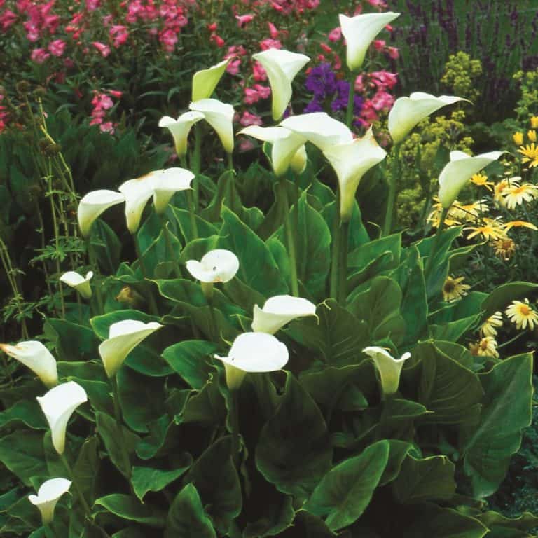 Buy Zantedeschia aethiopica (Arum Lily) Bulbs online UK