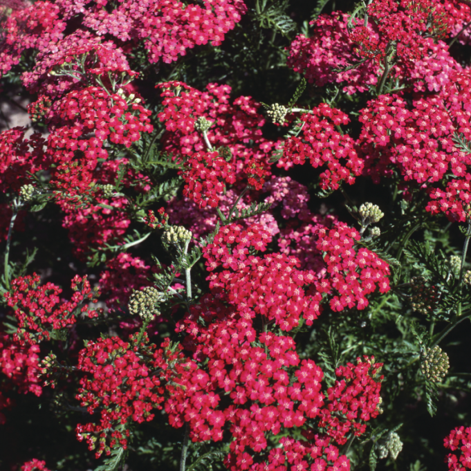 ACHILLEA millefolium 'Cerise Queen'