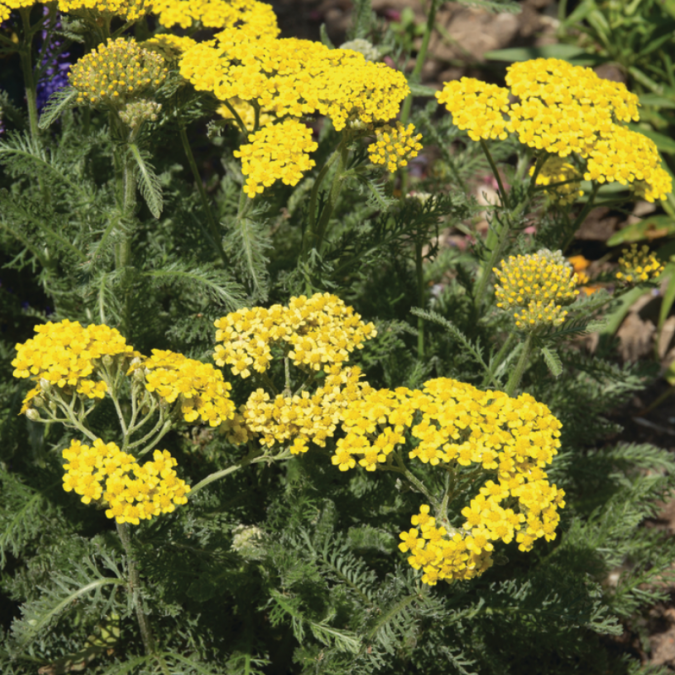 Achillea filipendulina 'Cloth of Gold'