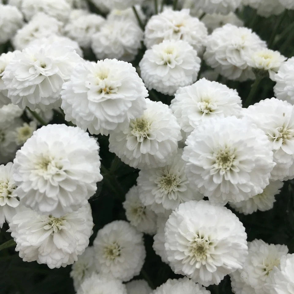 Achillea ptarmica 'Peter Cottontail'