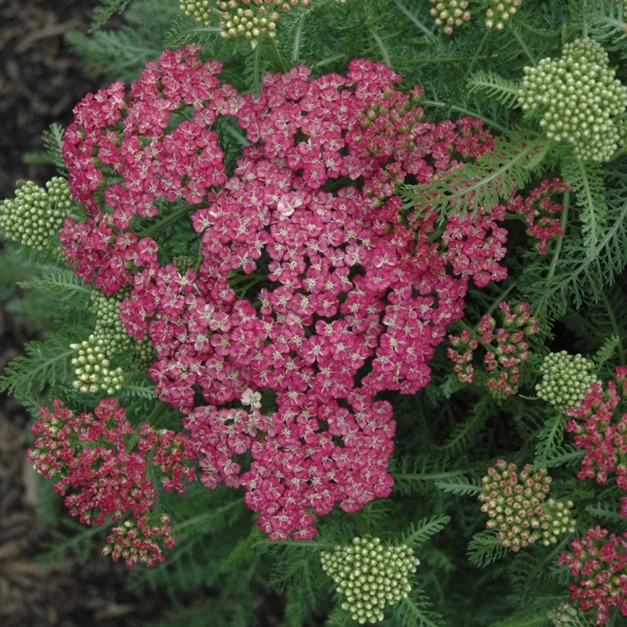 Achillea 'Saucy Seduction'