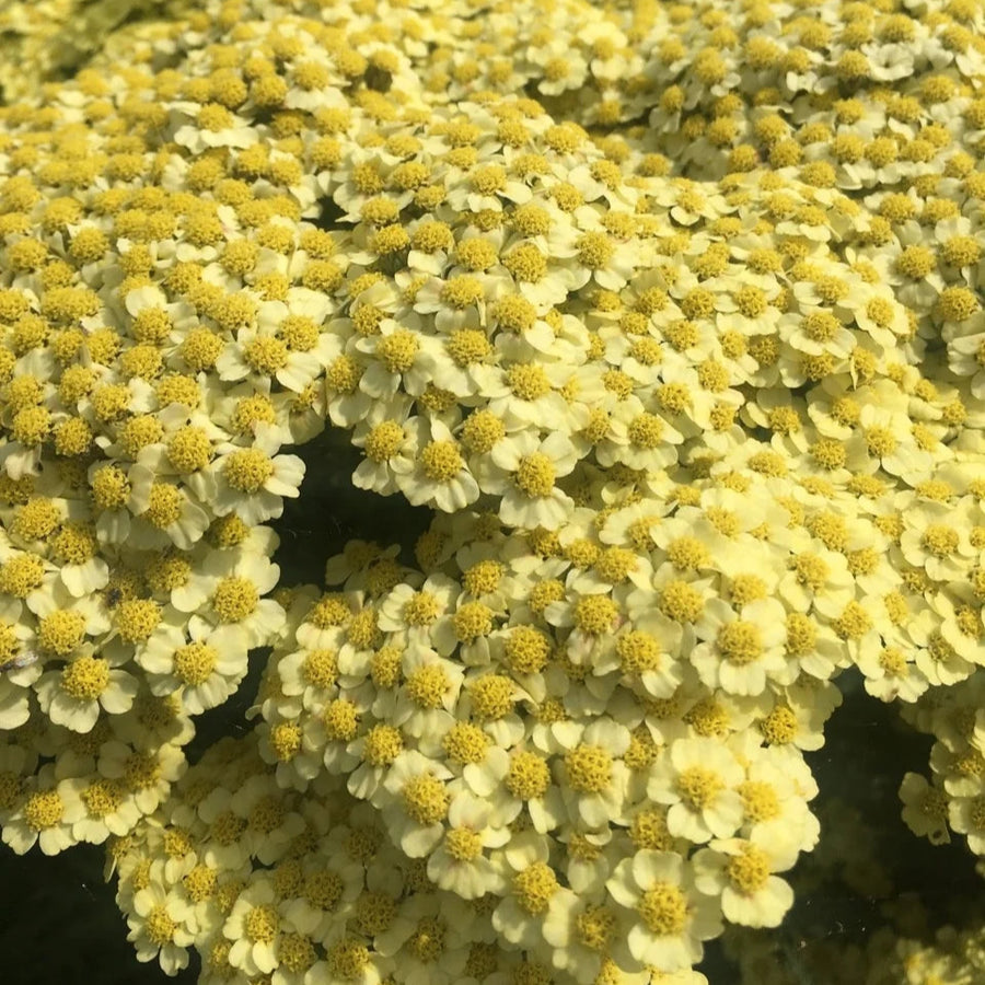 Achillea 'Sunny Seduction'