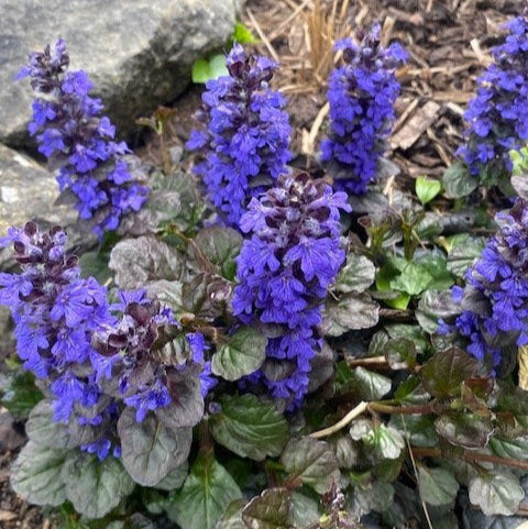 Ajuga reptans 'Black Scallop'