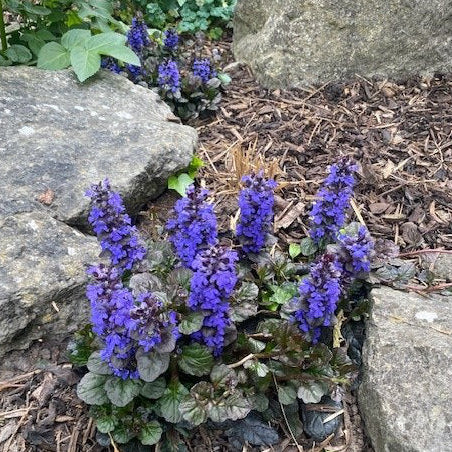 Ajuga reptans 'Black Scallop'