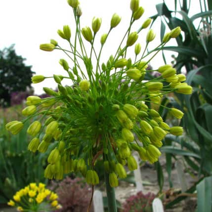Allium chloranthum 'Yellow Fantasy'