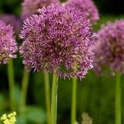 Allium 'Jackpot'