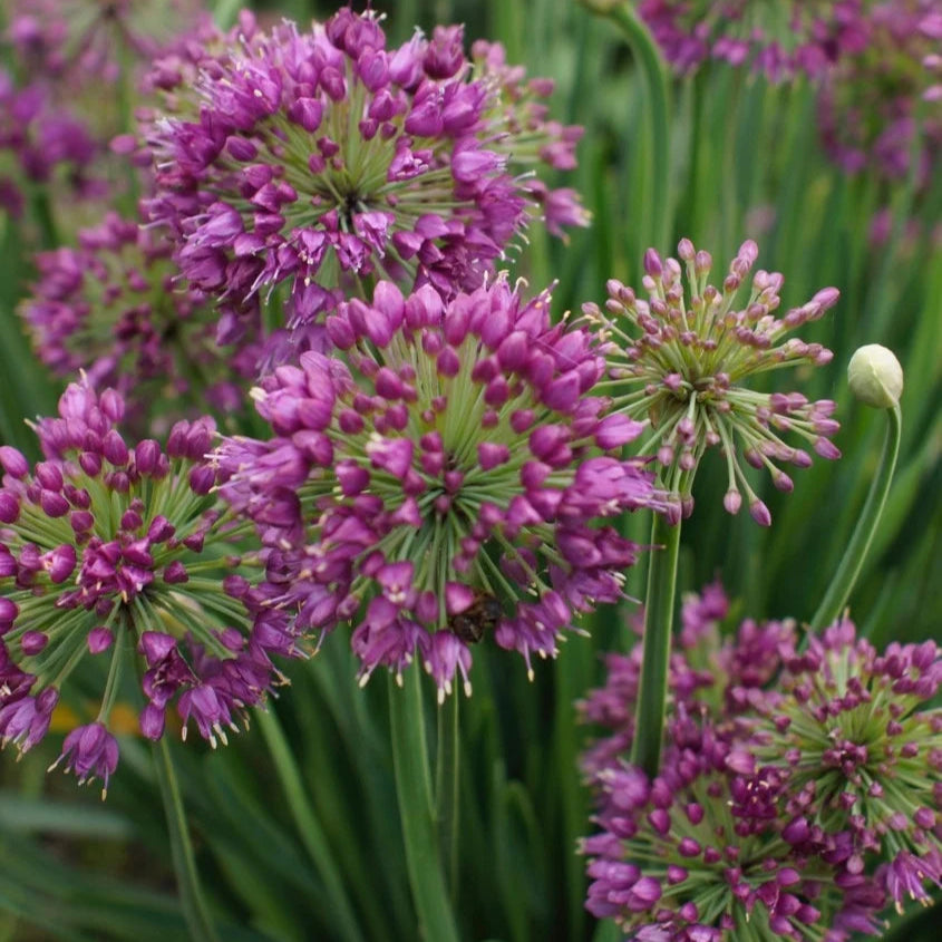 Allium Lavender Bubbles
