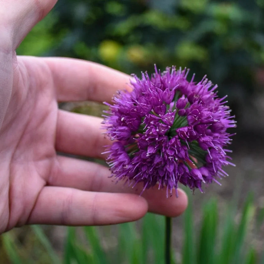 Allium Lavender Bubbles
