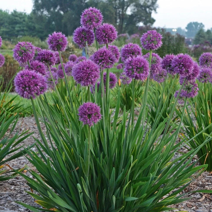 Allium Lavender Bubbles
