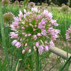 Allium nutans