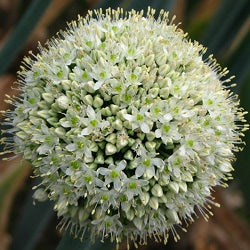 Allium pskemense