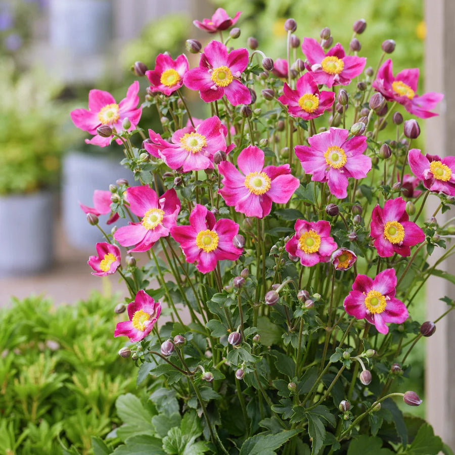 Anemone hupehensis 'Fantasy Ariel'