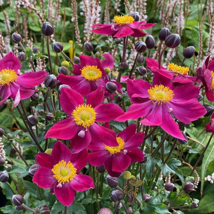 Anemone hupehensis 'Fantasy Ariel'