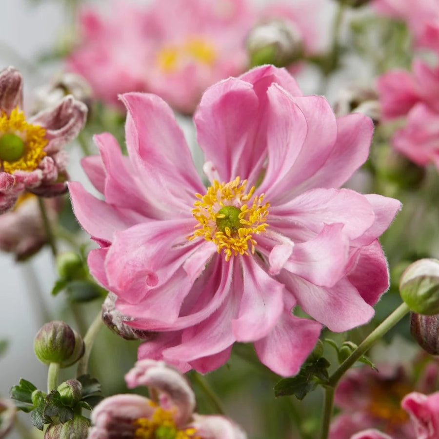 Anemone Fantasy Belle

