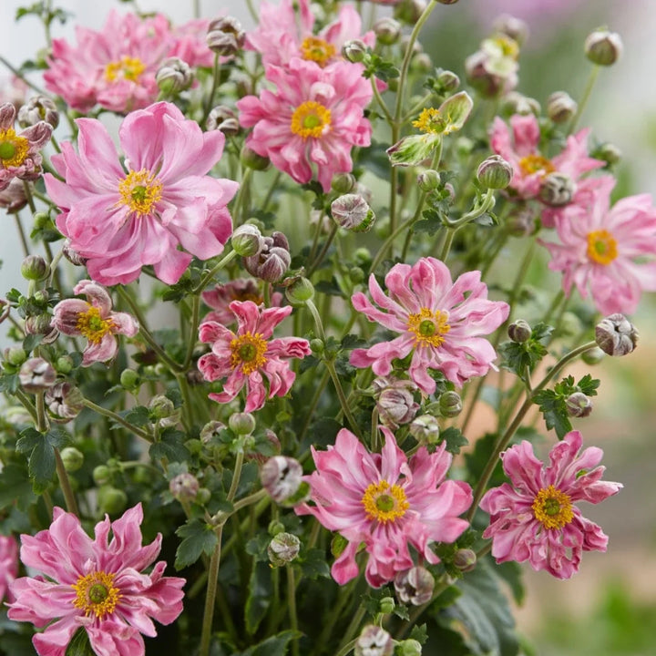 Anemone Fantasy Belle
