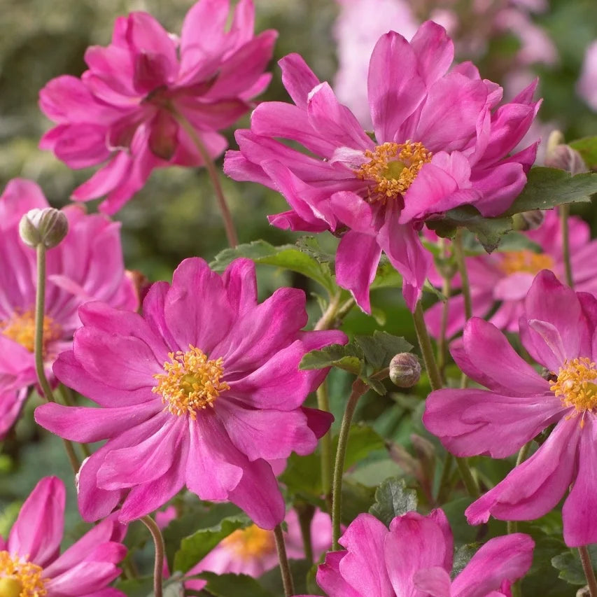 Anemone Prinz Heinrich

