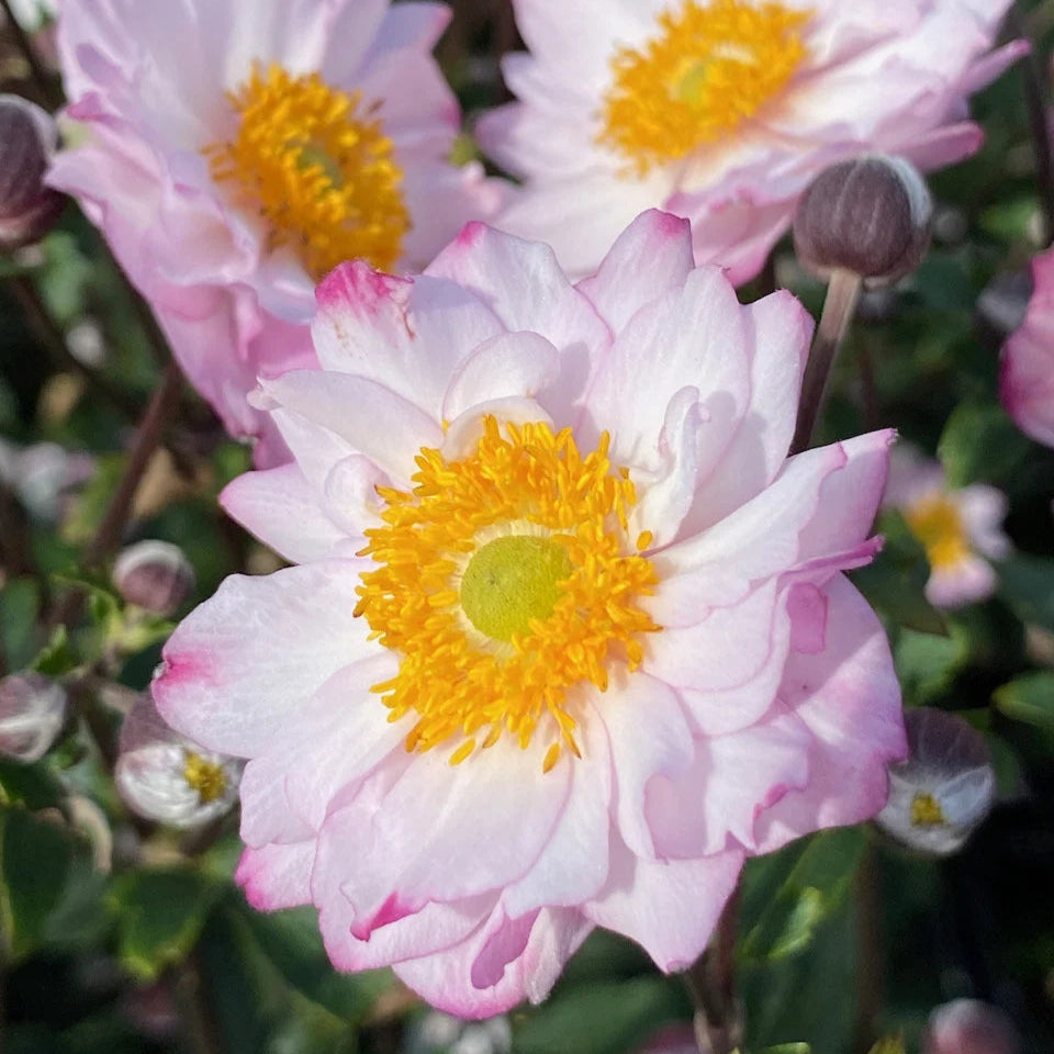 Anemone 'Royal Candy'