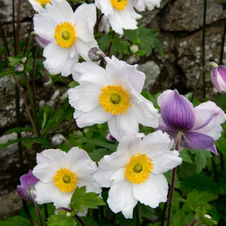 Anemone 'Ruffled Swan'