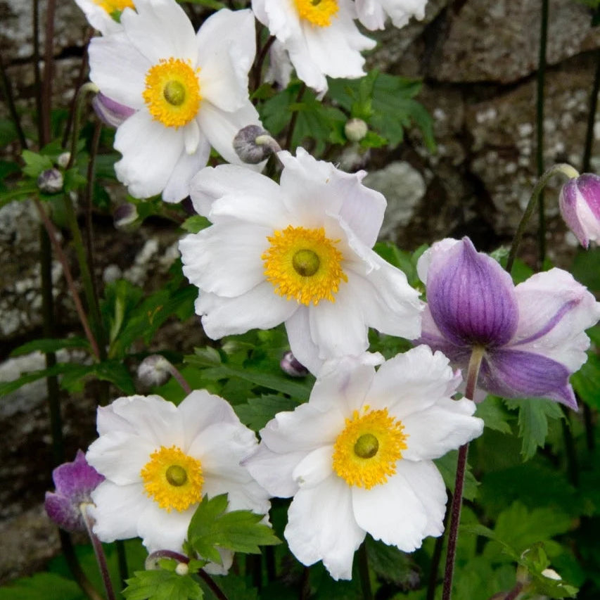Anemone 'Ruffled Swan'
