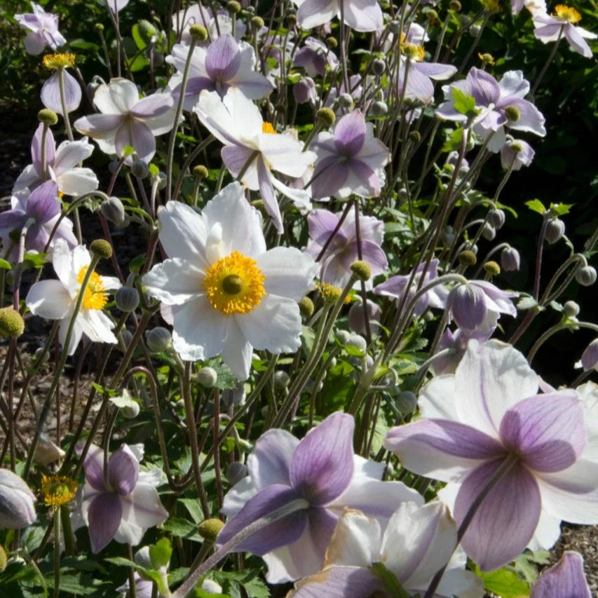 Anemone 'Ruffled Swan'