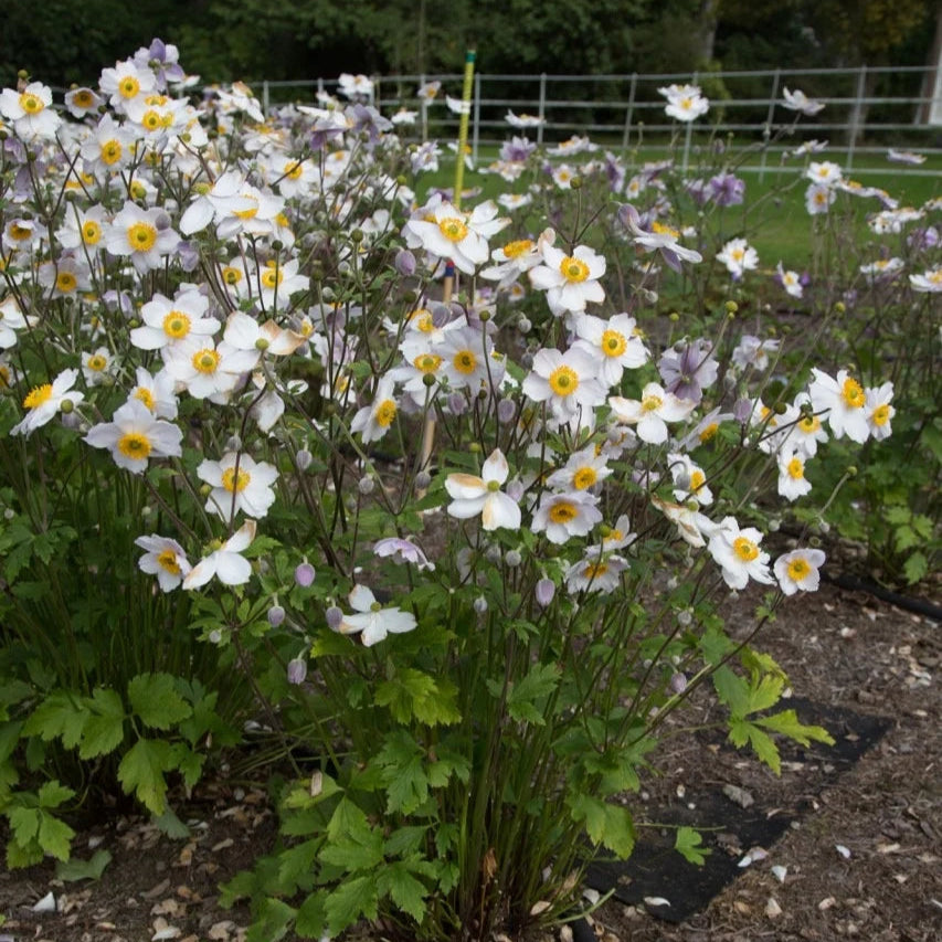 Anemone 'Ruffled Swan'