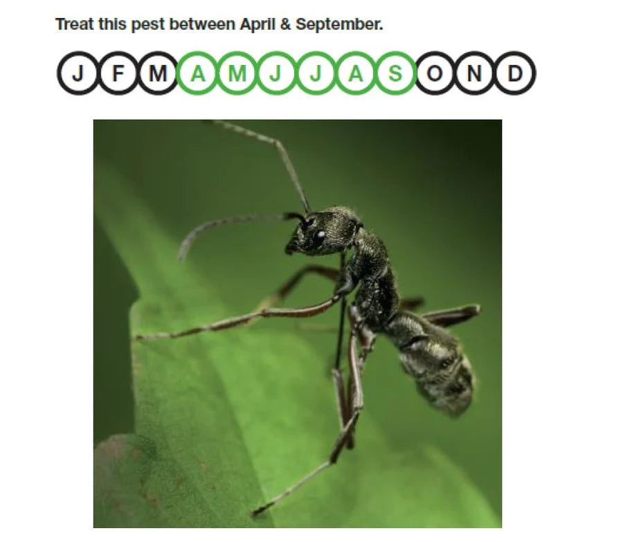 Nemasys Natural No Ants