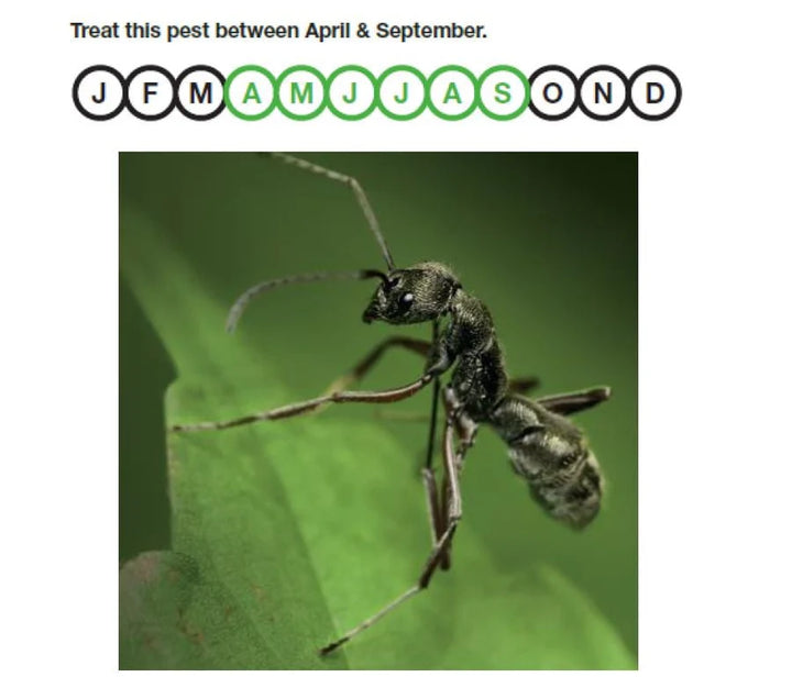 Nemasys Natural No Ants