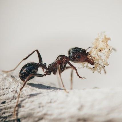 MightyNem No Ants (Parasitic Nematodes - Steinernema feltiae)