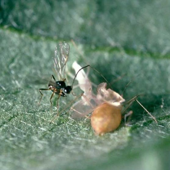 MightyBug Natural Aphid Predator Mix (Parasitoid Wasps)