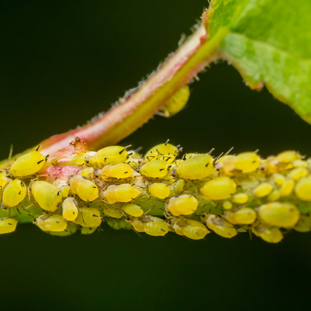 MightyBug Natural Aphid Killer (Lacewing - Chrysoperla carnea)