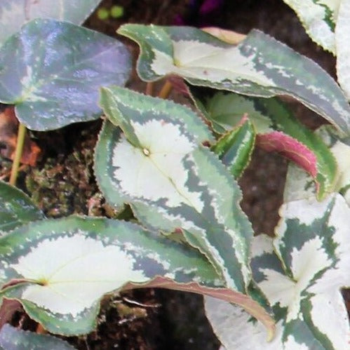 Cyclamen hederifolium 'Arrow Leaf'