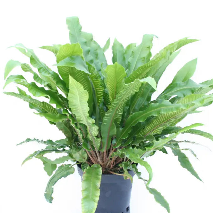 Phyllitis scolopendrium (Hart's Tongue Fern)
