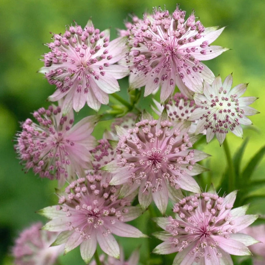 Astrantia 'Buckland'