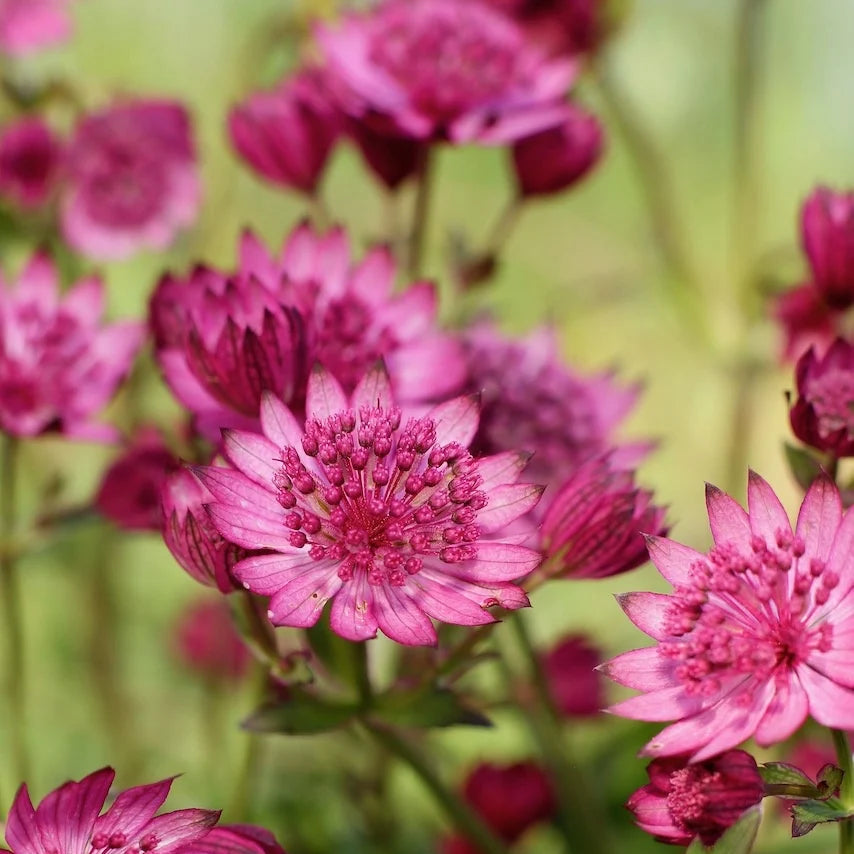  Astrantia major 'Cerise Button'
