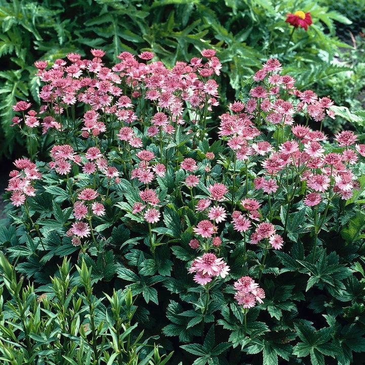 Astrantia 'Roma'