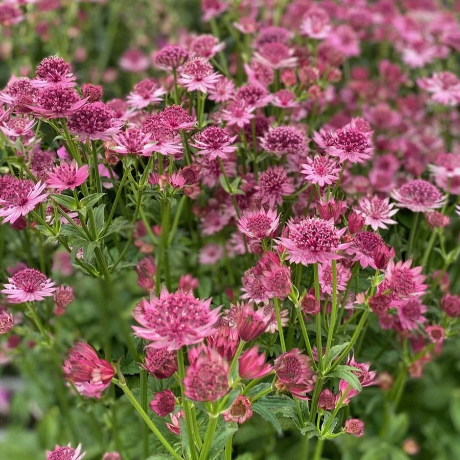 Astrantia 'Roma'