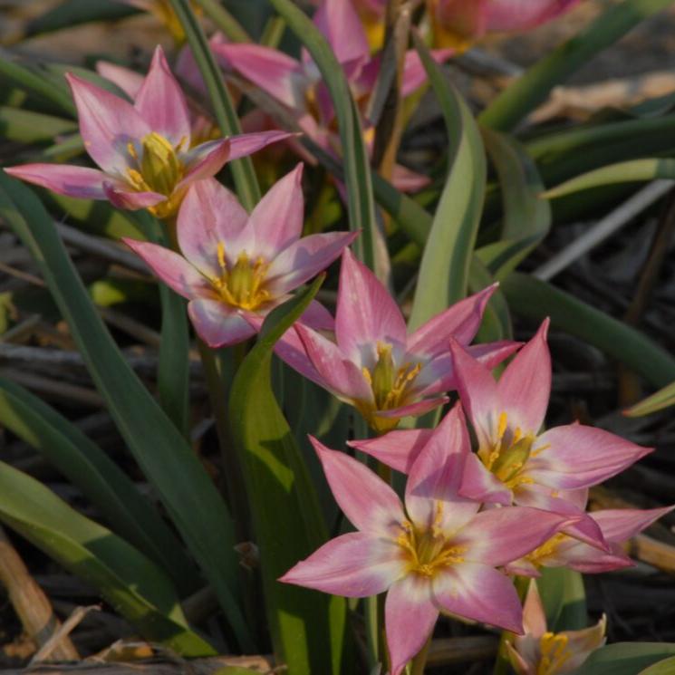 Tulip aucheriana